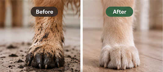 A muddy dog paw before cleaning and a cleaner paw after